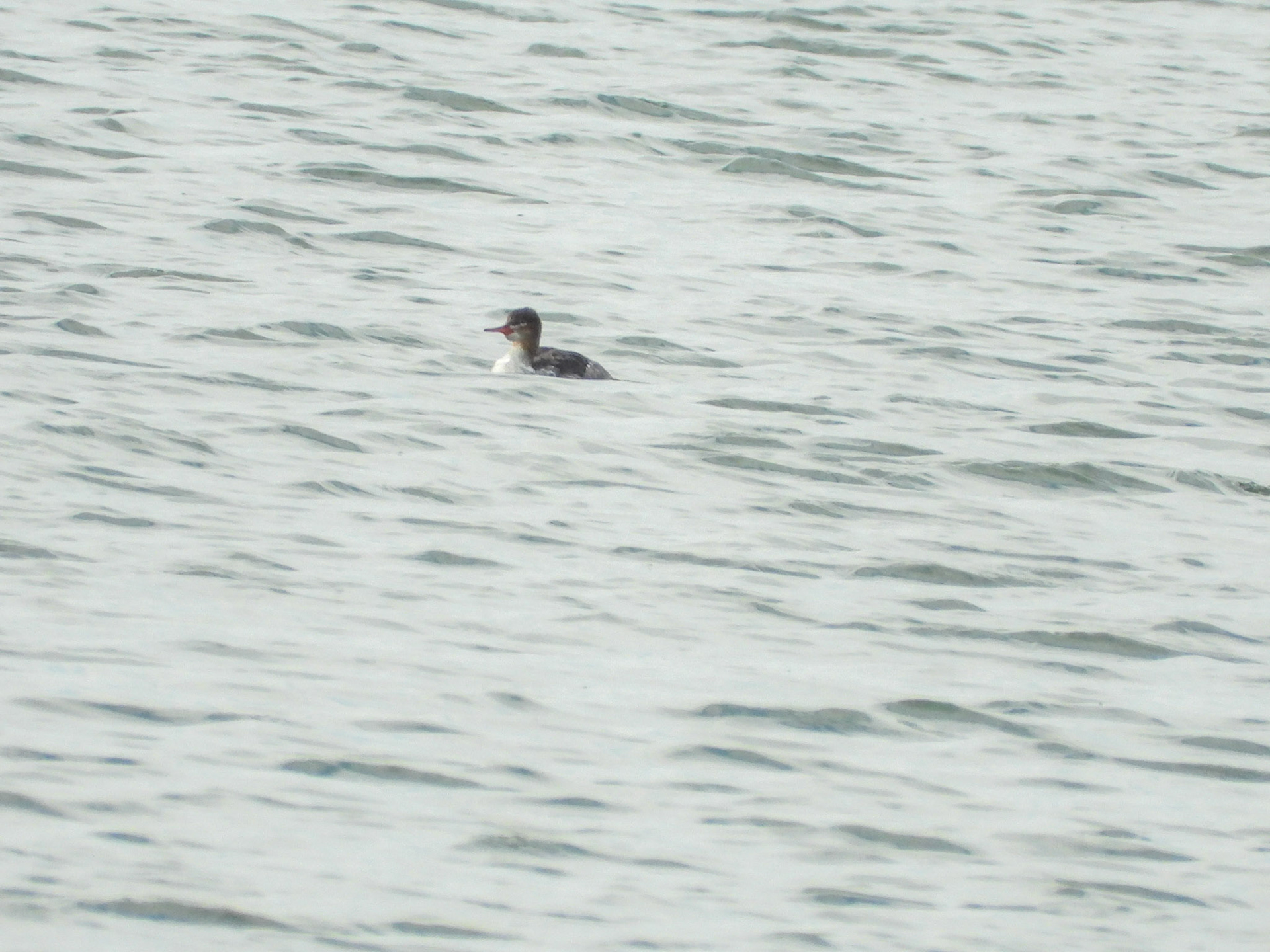 Red-breasted Merganser