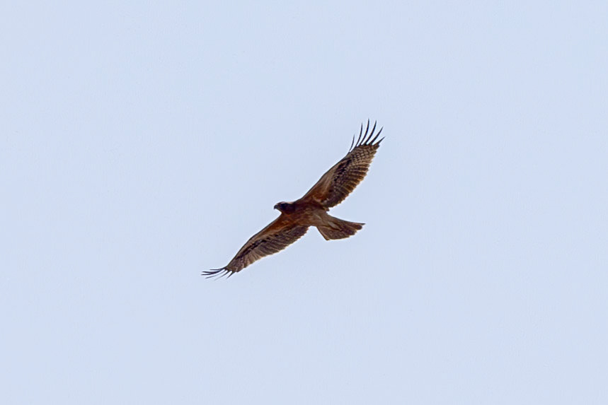Bonelli's Eagle