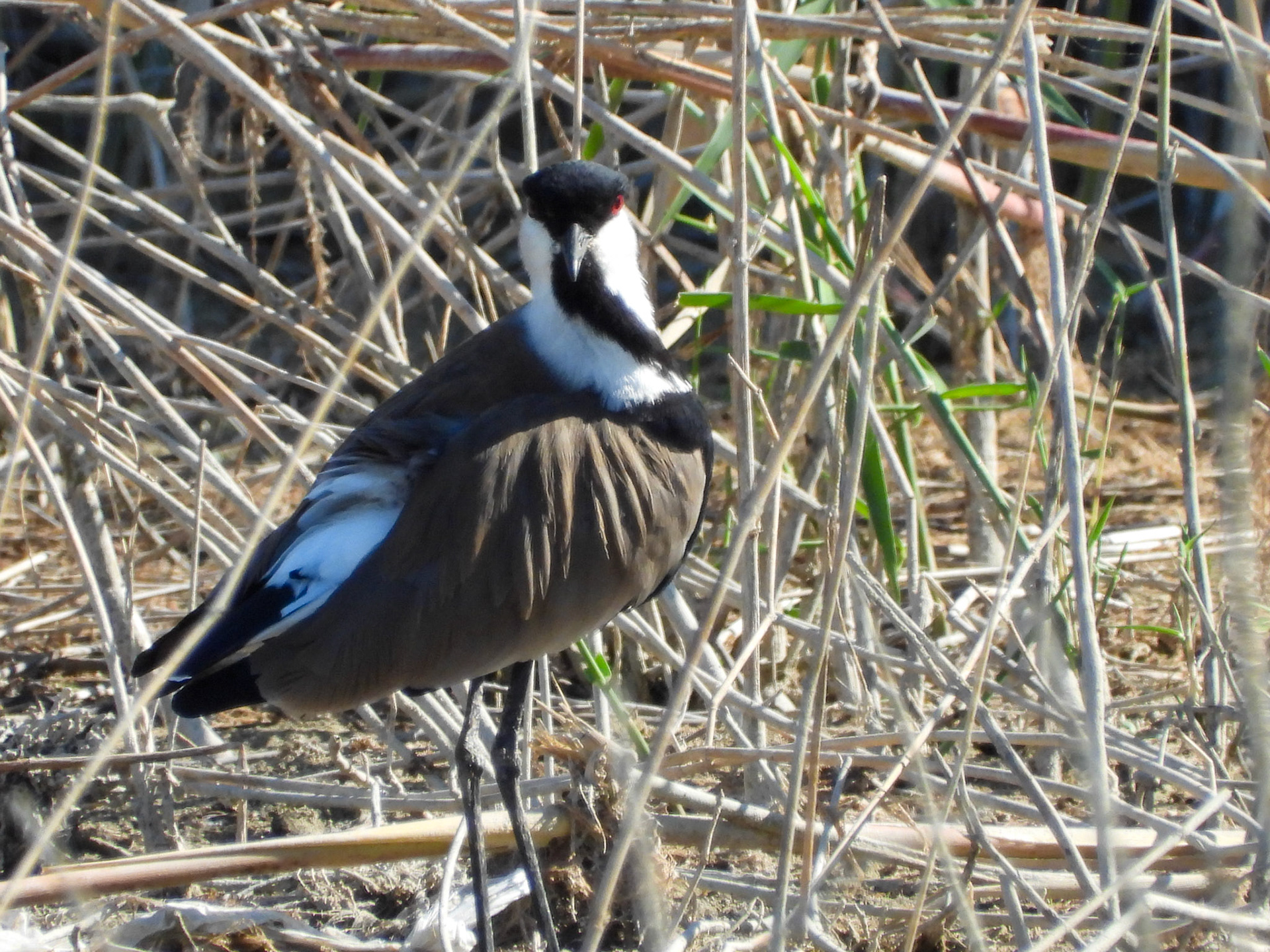 Spur Winged Lapwing