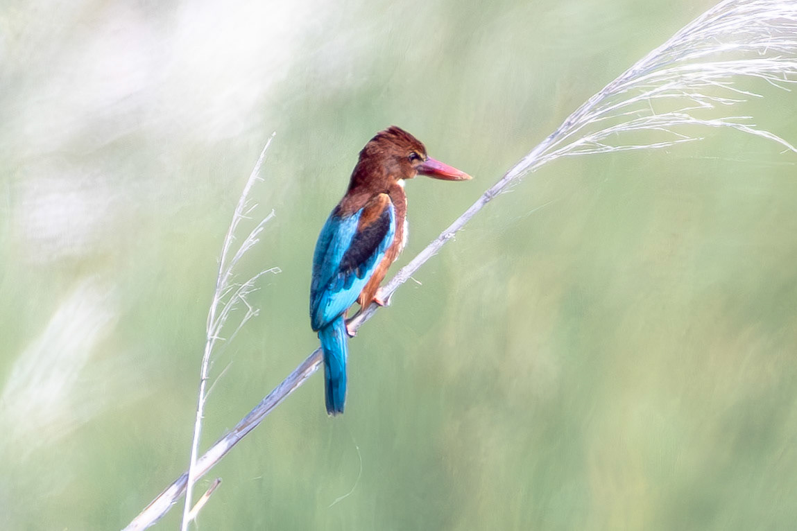 White-throated Kingfisher