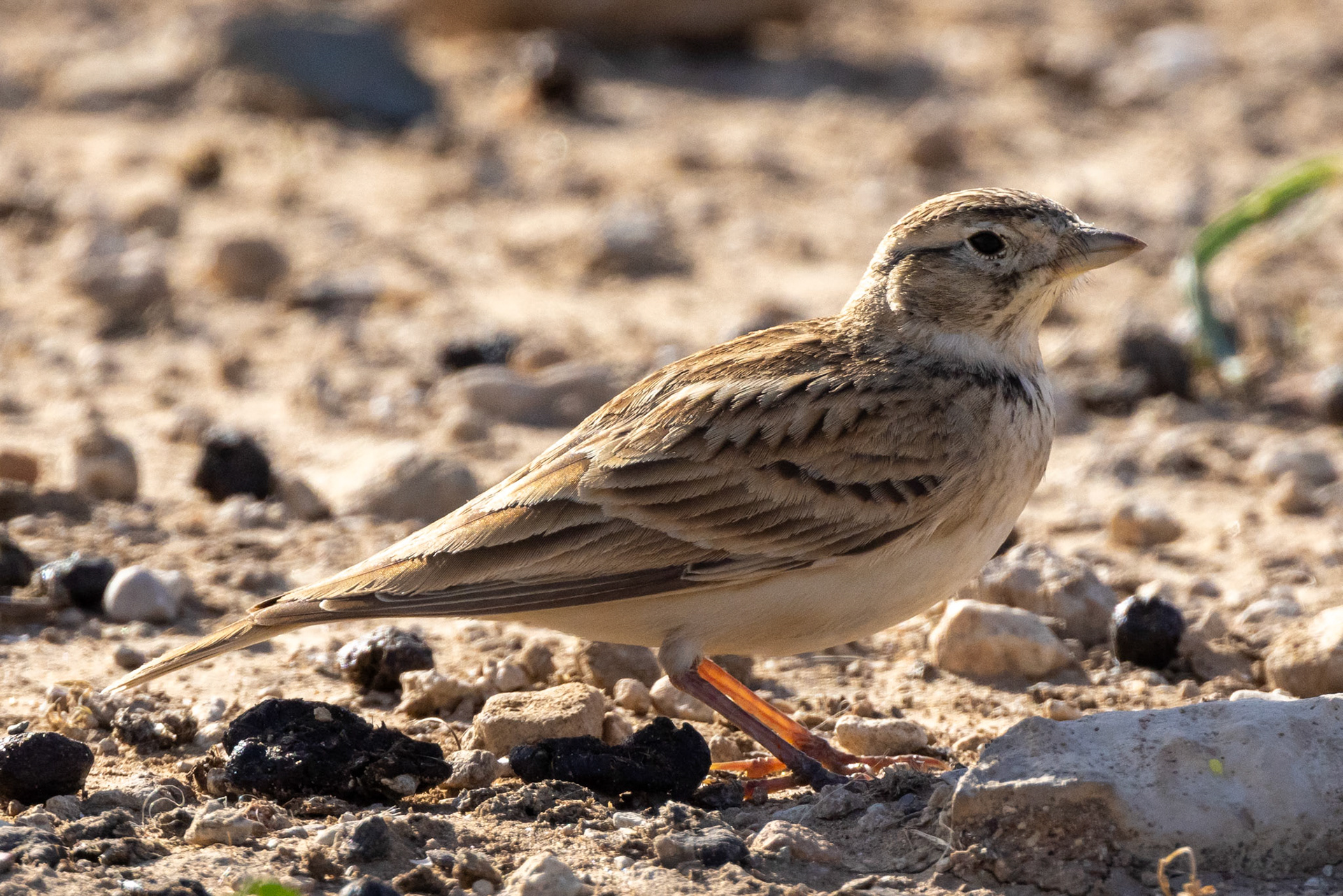 Greater Short-toed Lark
