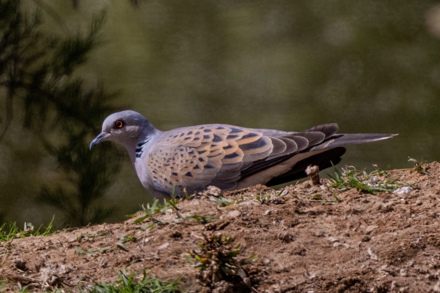 Turtle Dove