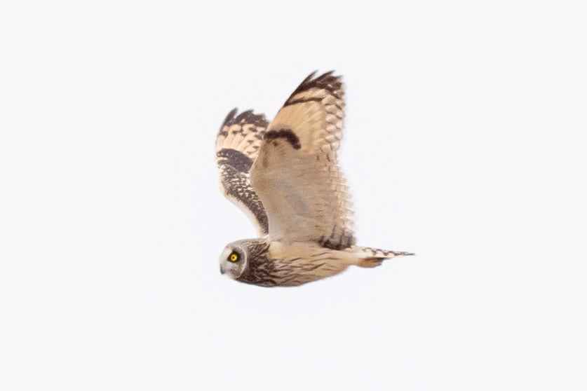 Short-eared Owl