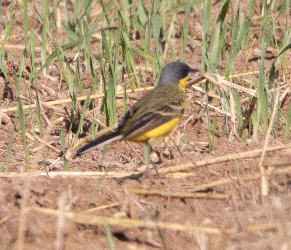 Grey-headed Wagtail