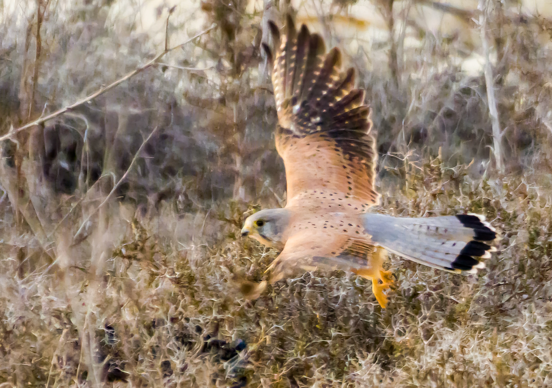 Kestrel