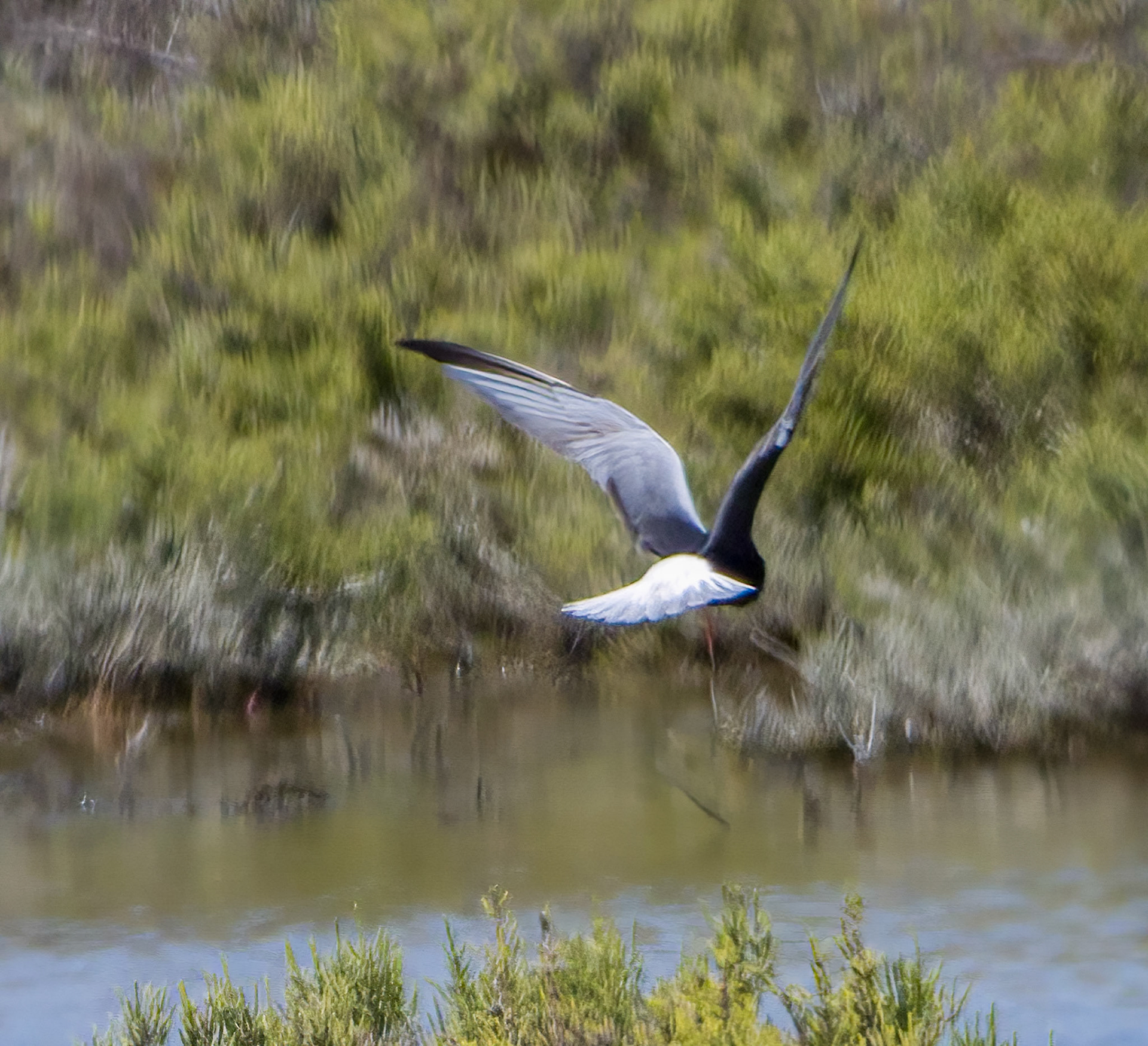 White-winged Black Tern