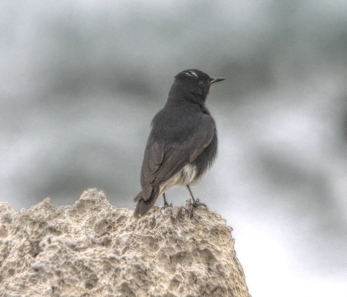 White Crowned Wheatear