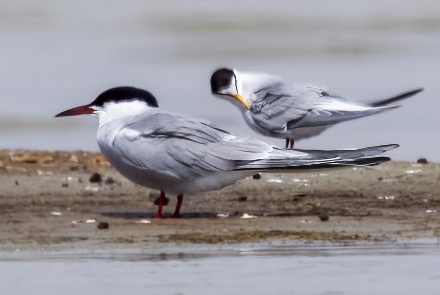 Common Tern