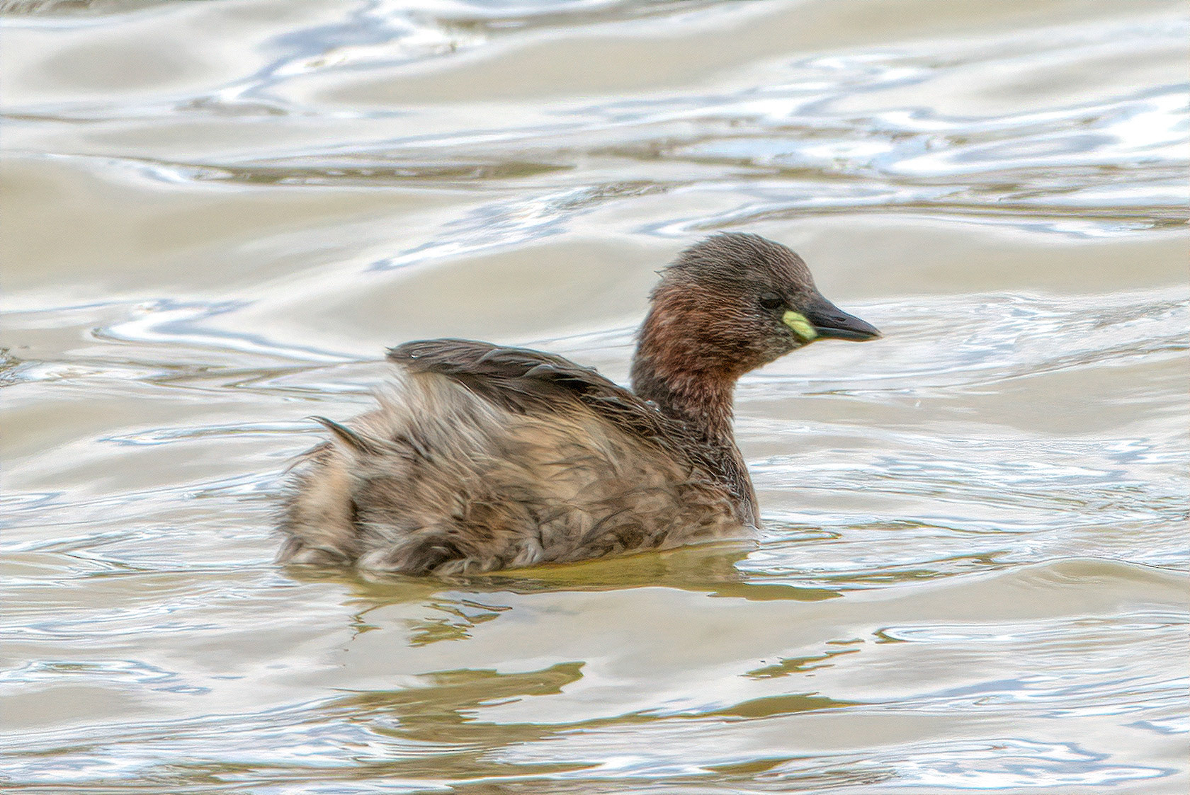 Little Grebe