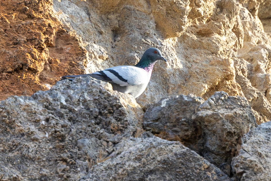 Rock Dove