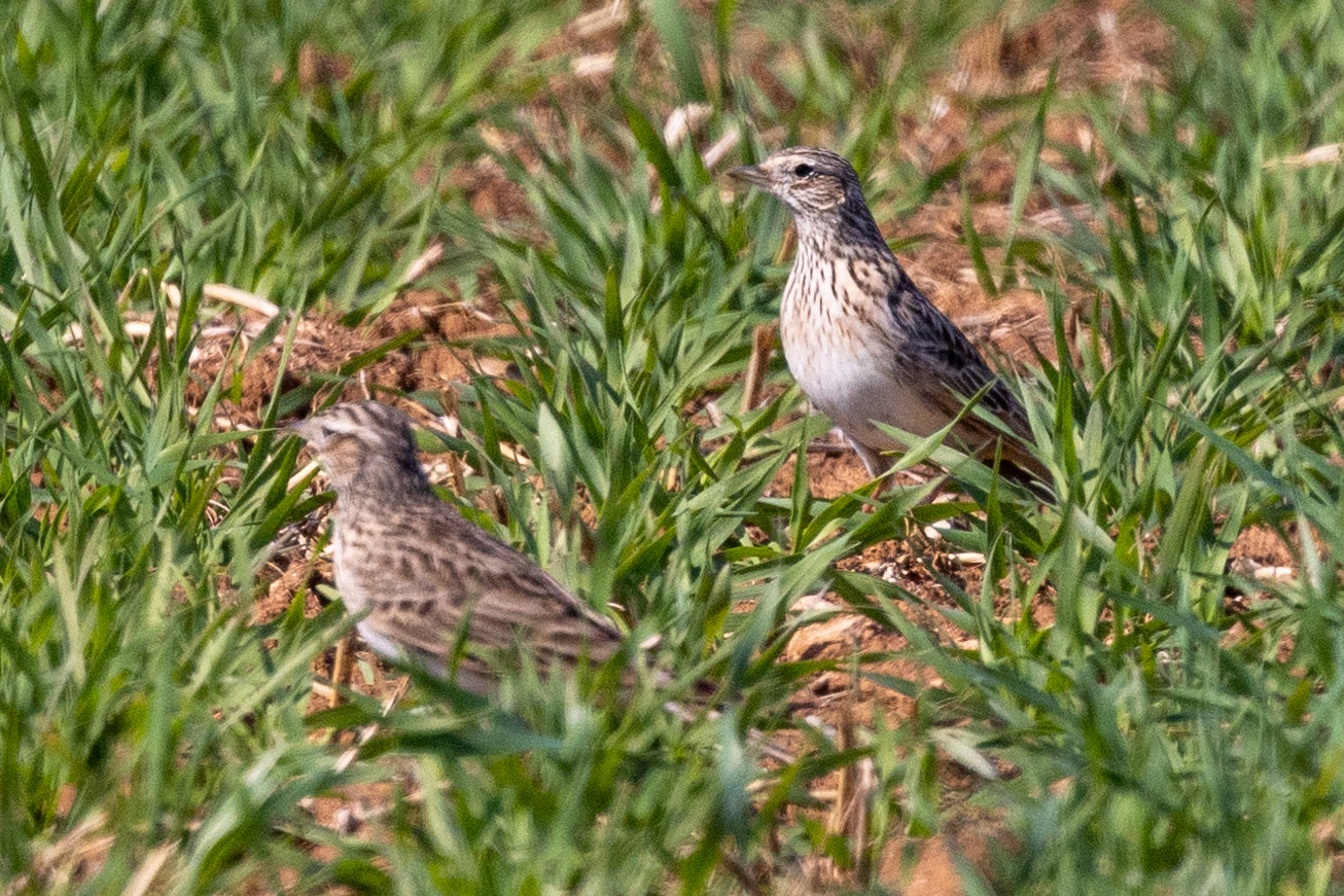 Skylark