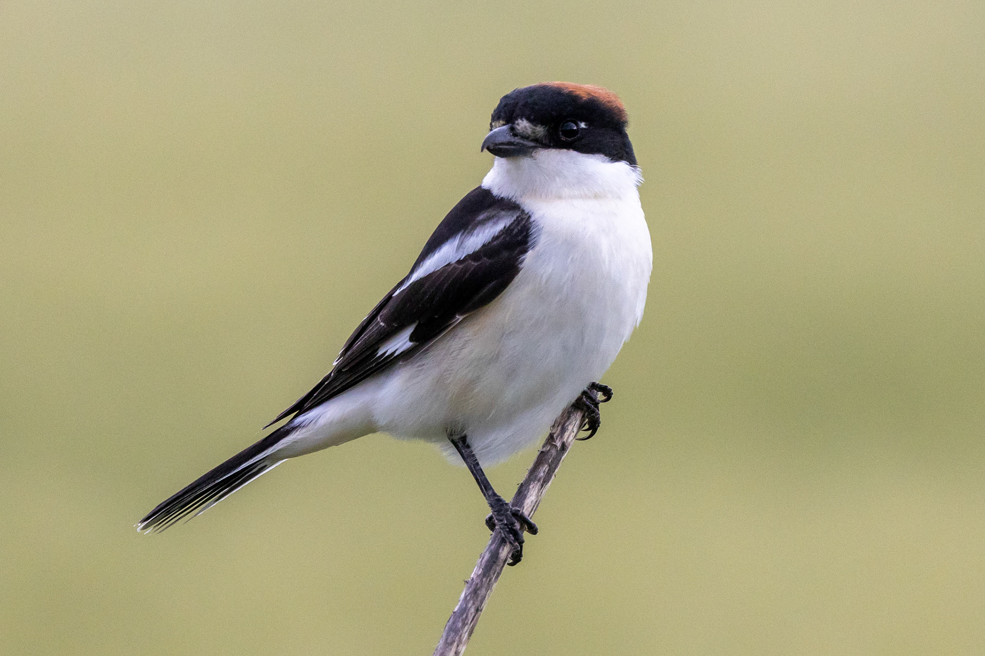 Woodchat