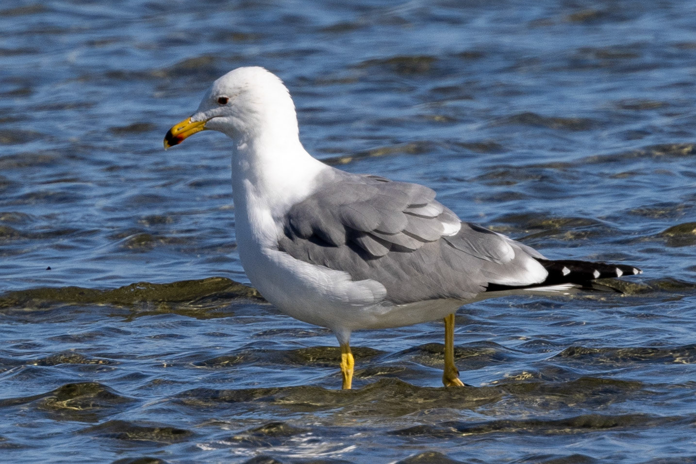 Armenian Gull