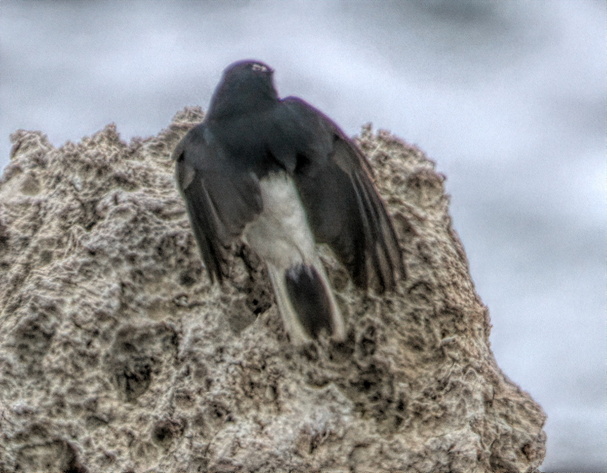 White-crowned Wheatear