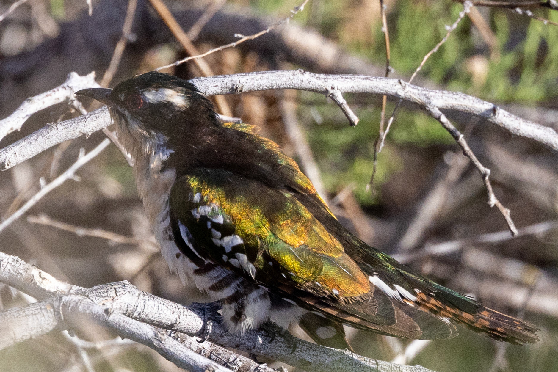 Diederik Cuckoo
