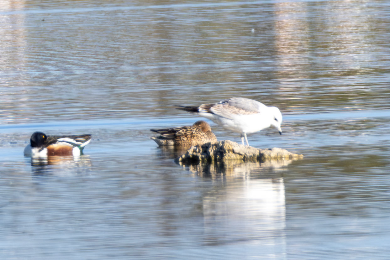 Common Gull