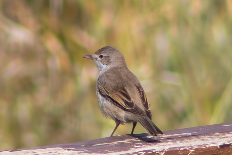 Common Whitethroat