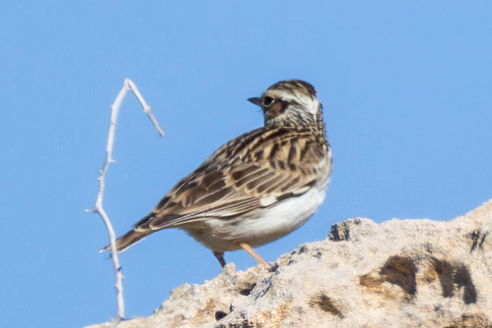 Woodlark