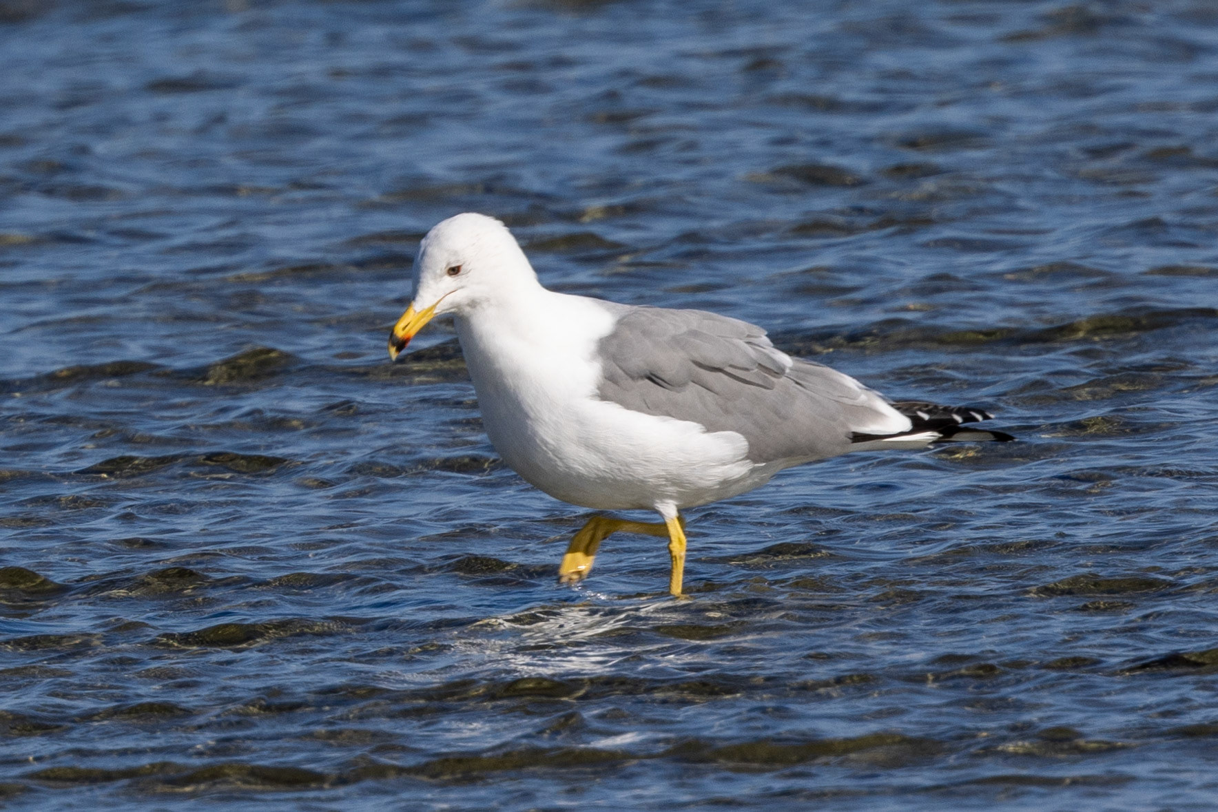 Armenian Gull