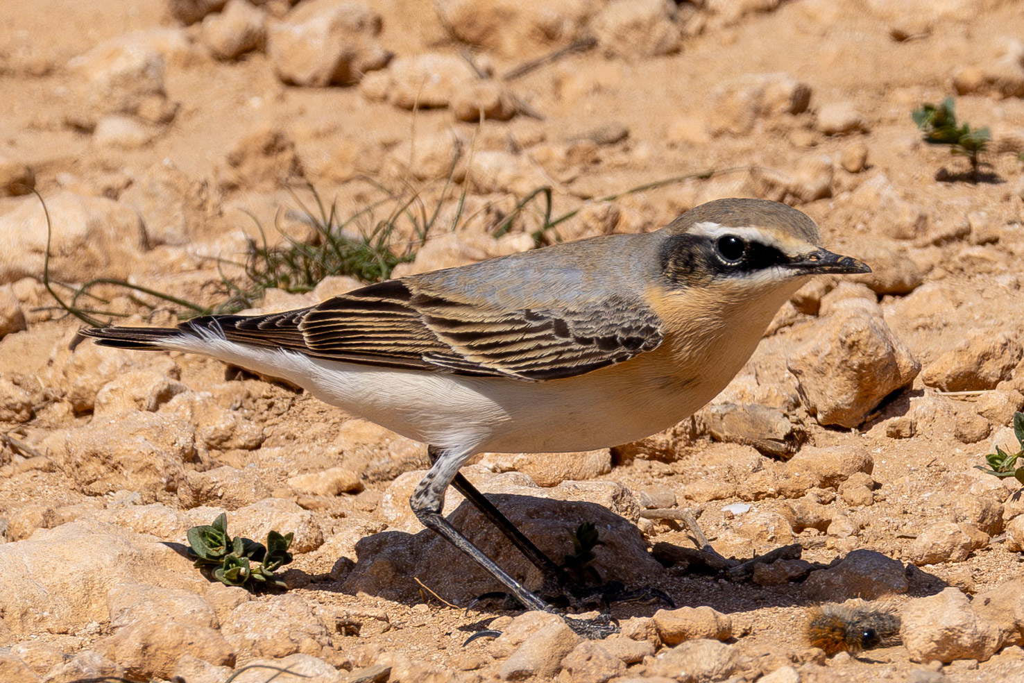 Wheatear
