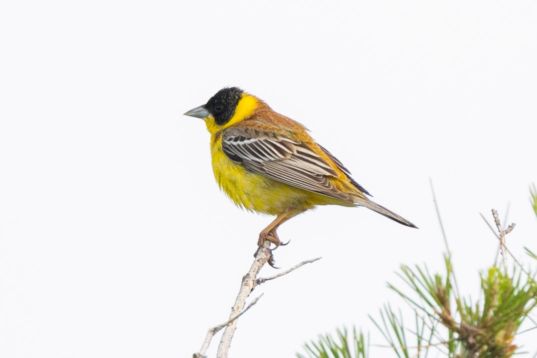 Black-headed Bunting