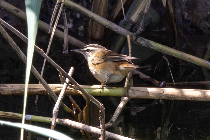 Sedge Warbler