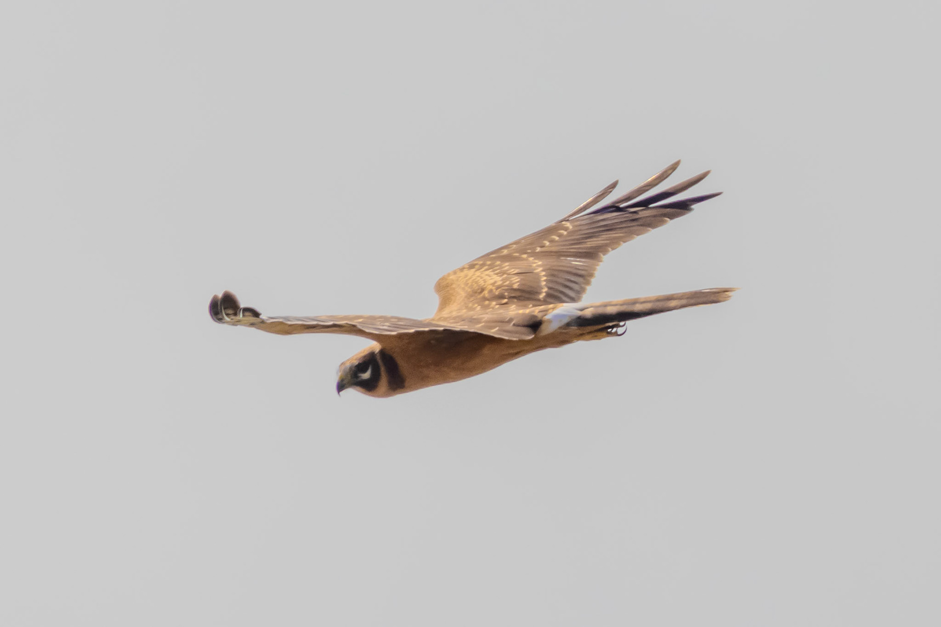 Pallid Harrier