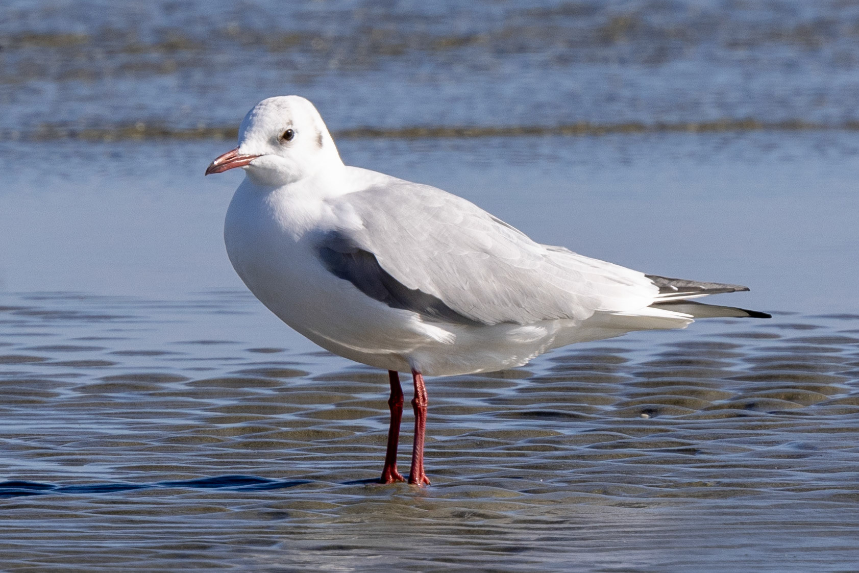 Black-headed Gull