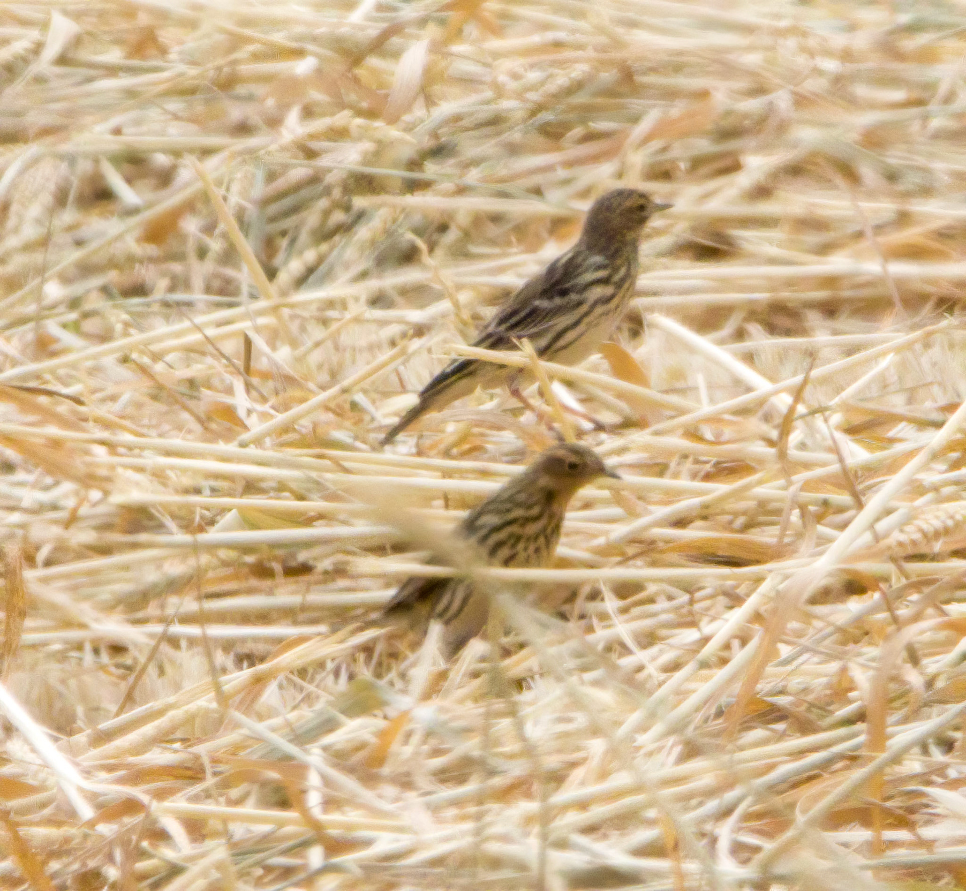 Red-throated Pipit