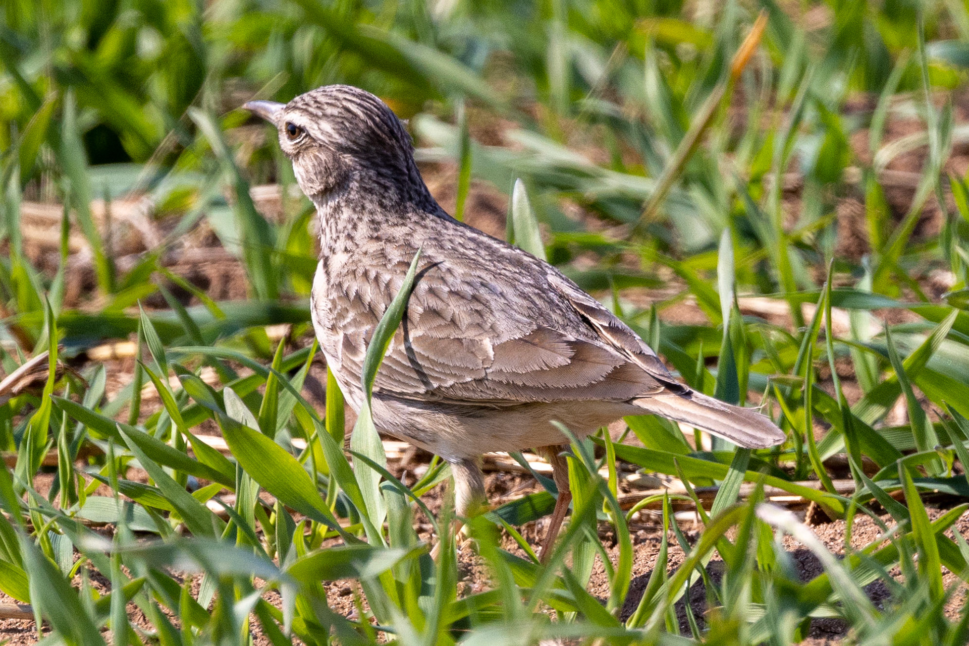 Skylark
