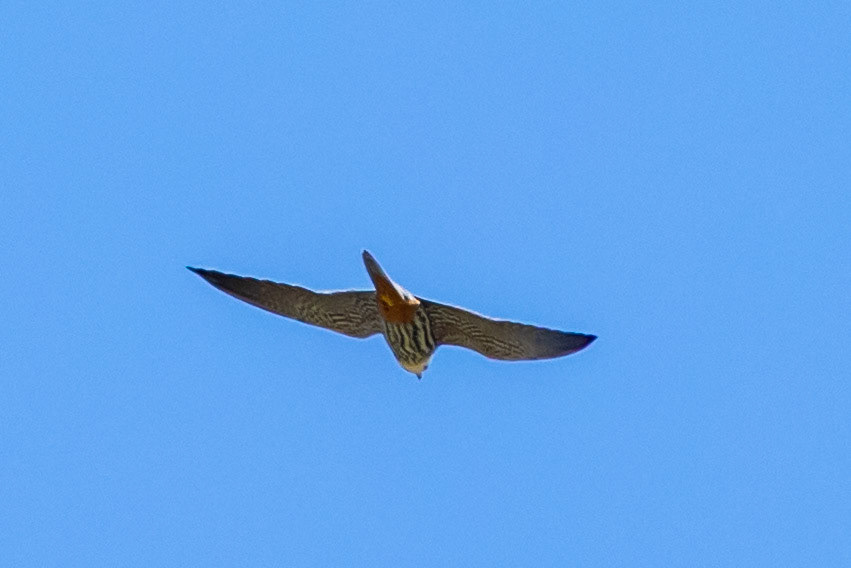 Hobby