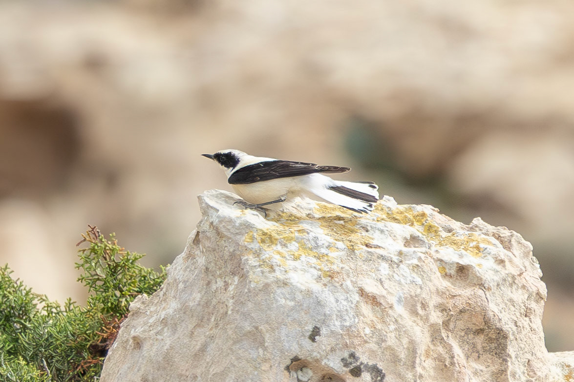 Eastern Black-eared Wheatear
