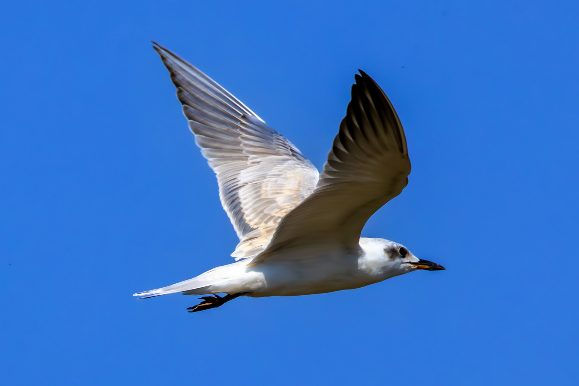 Gull-billed Tern
