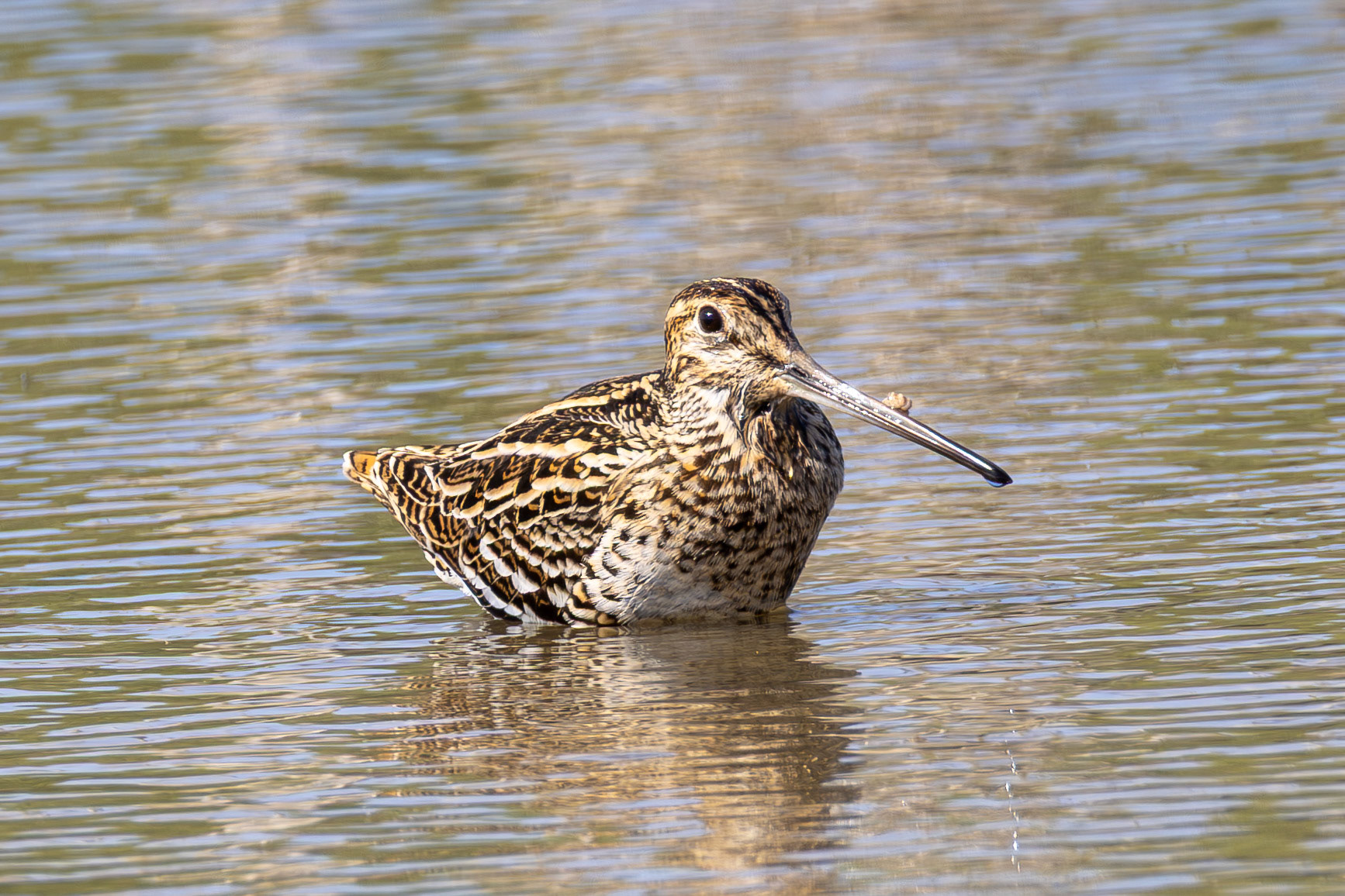 Great Snipe