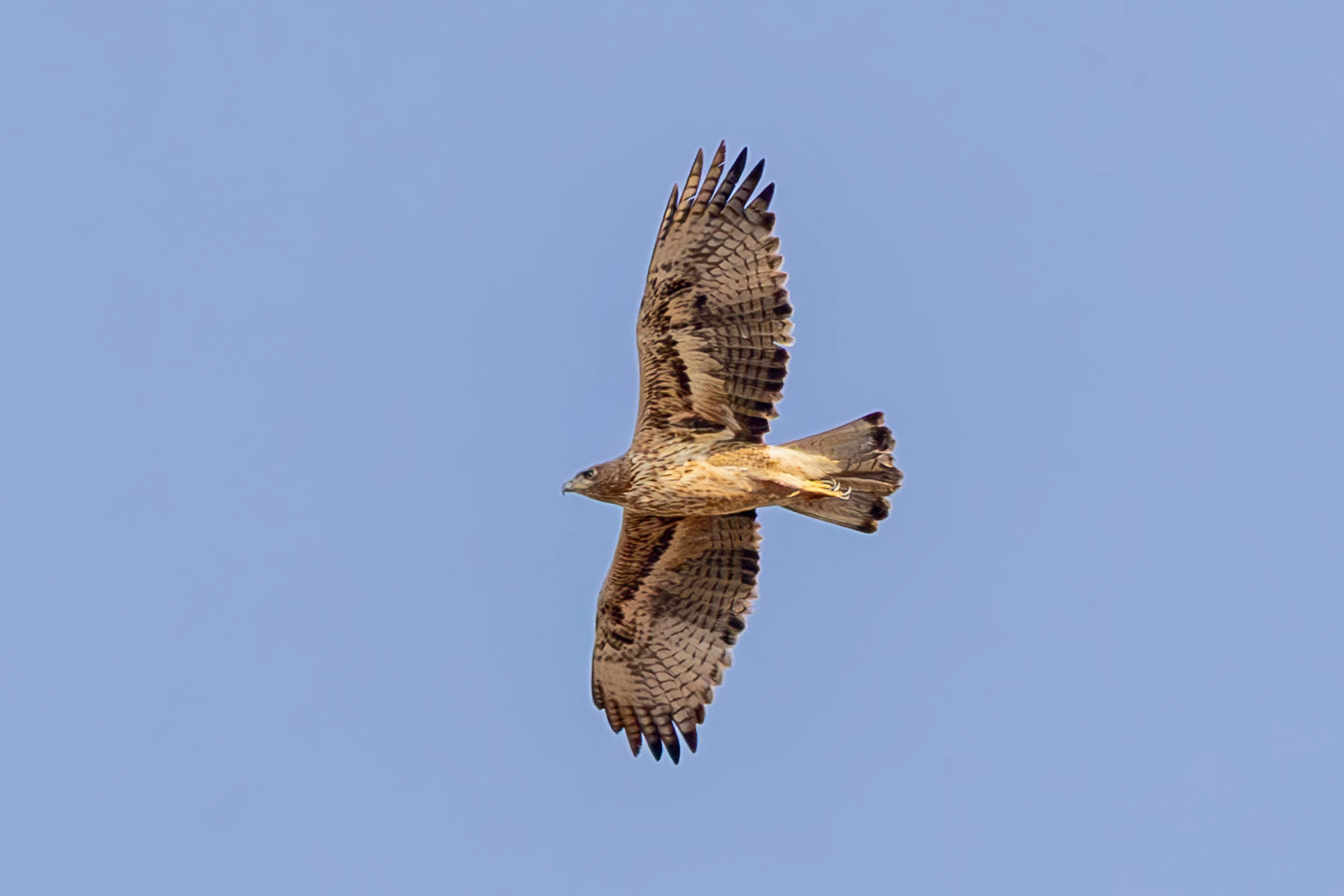 Bonelli's Eagle
