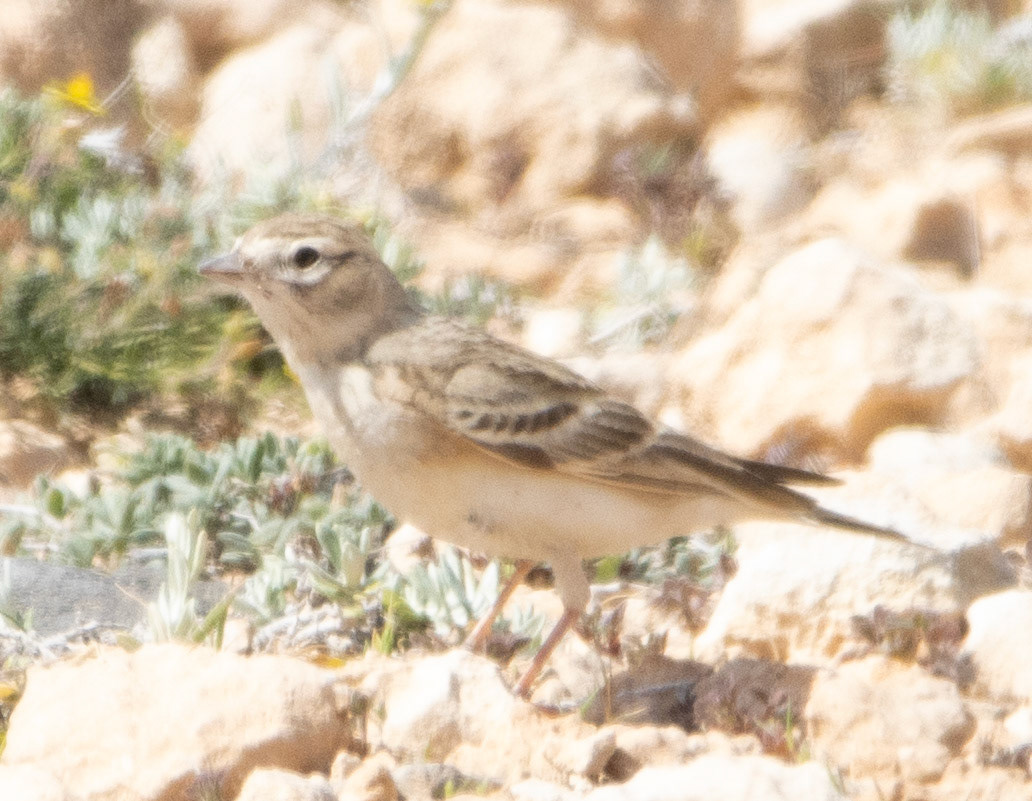Greater Short-toed Lark