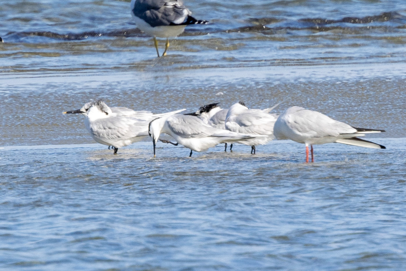 Sandwich Terns