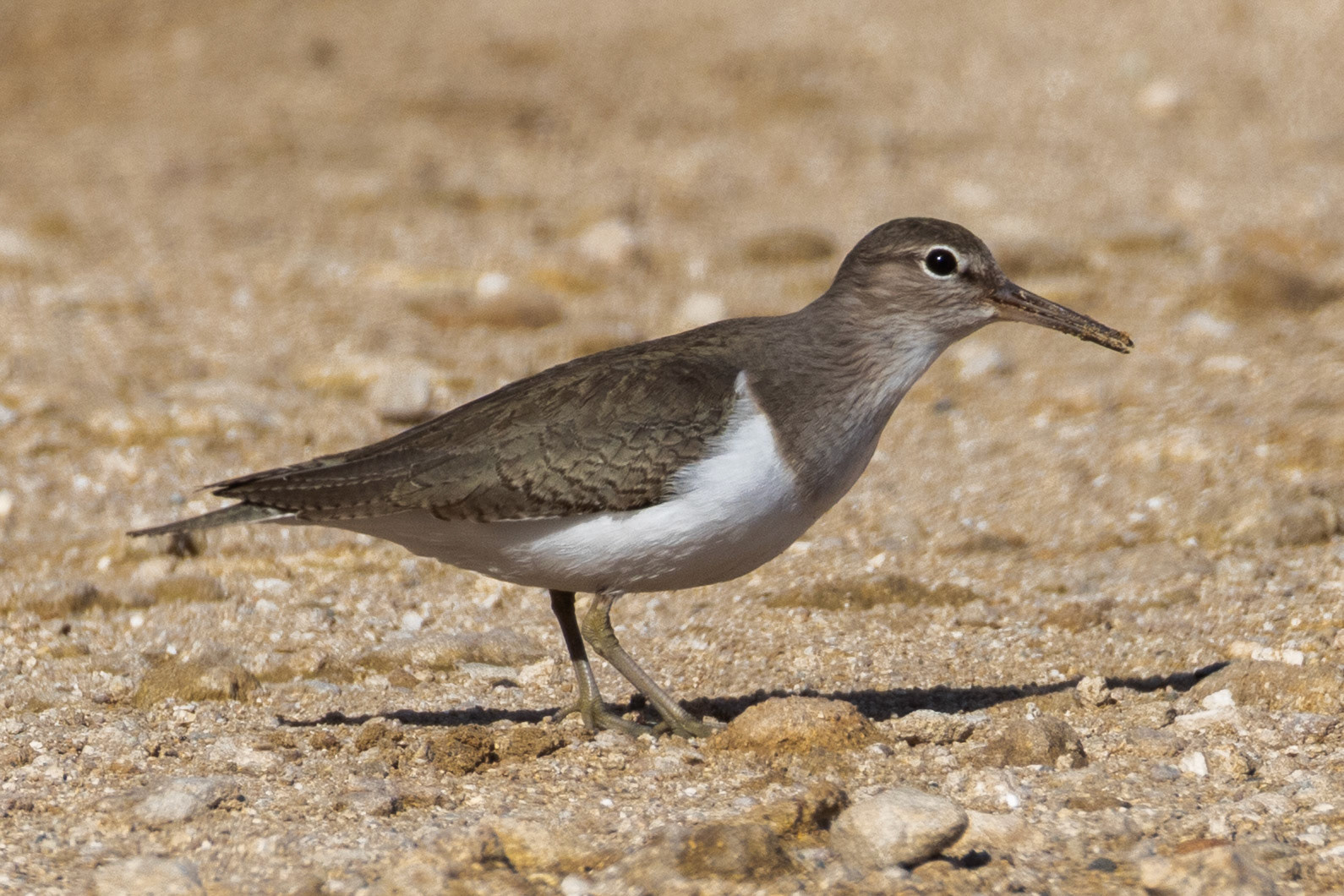 Common Sandpiper