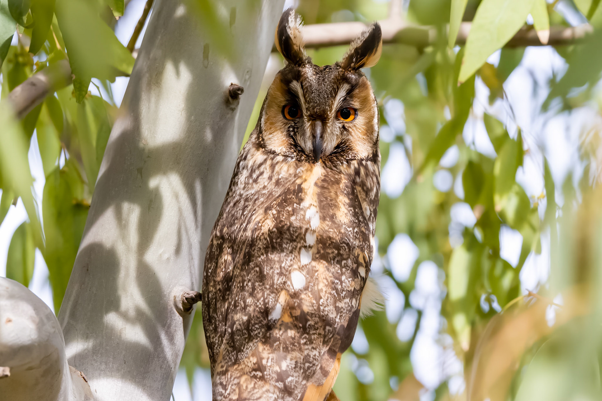 Long-eared Owl