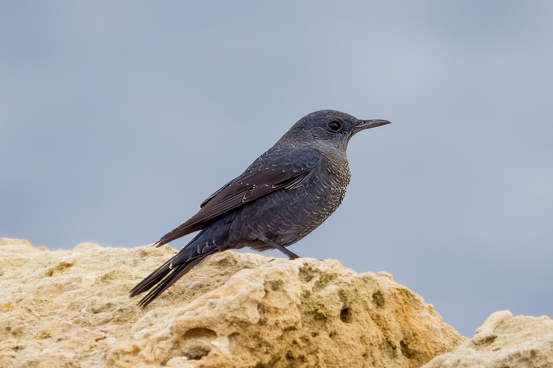 Blue Rock Thrush