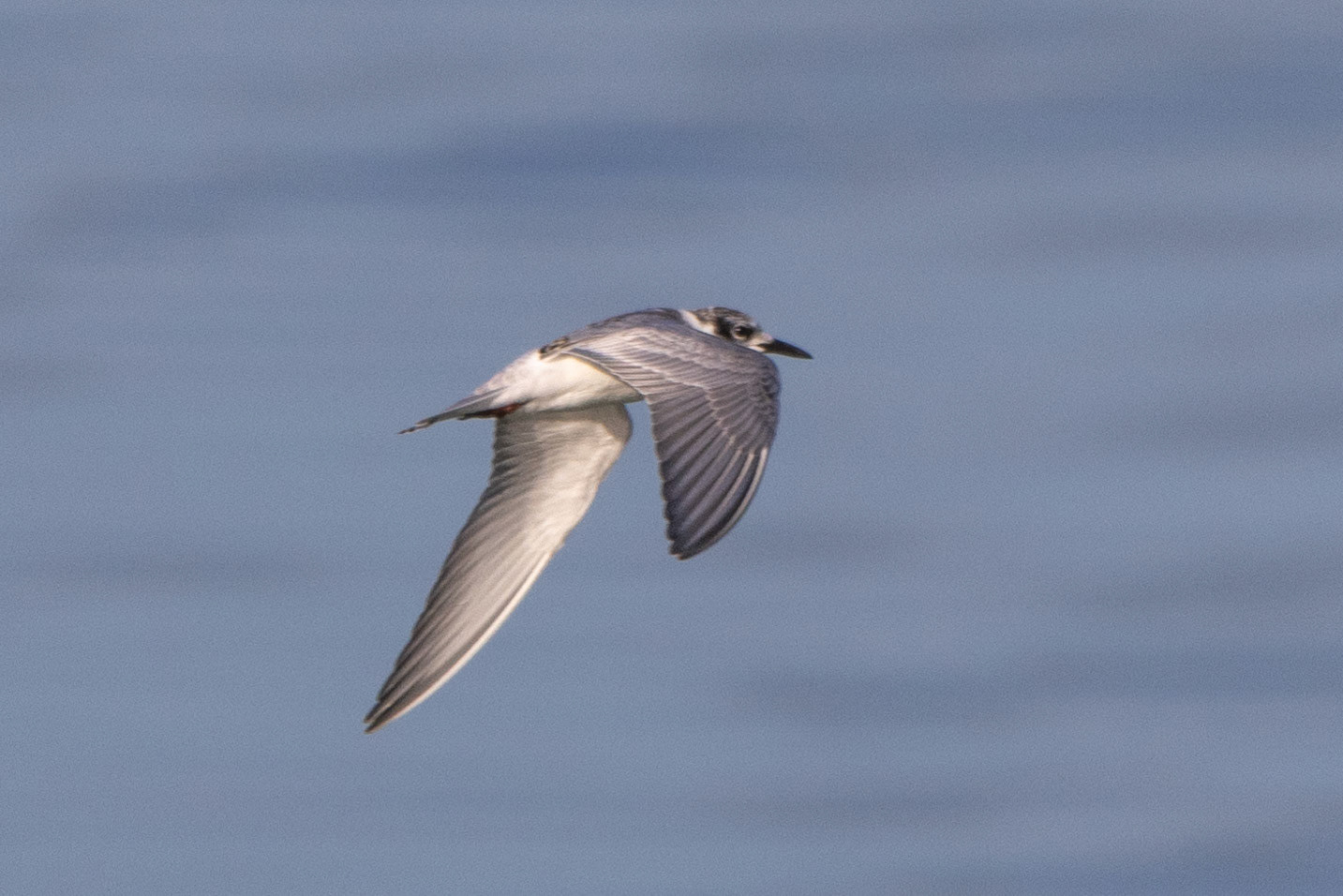 Whiskered Tern