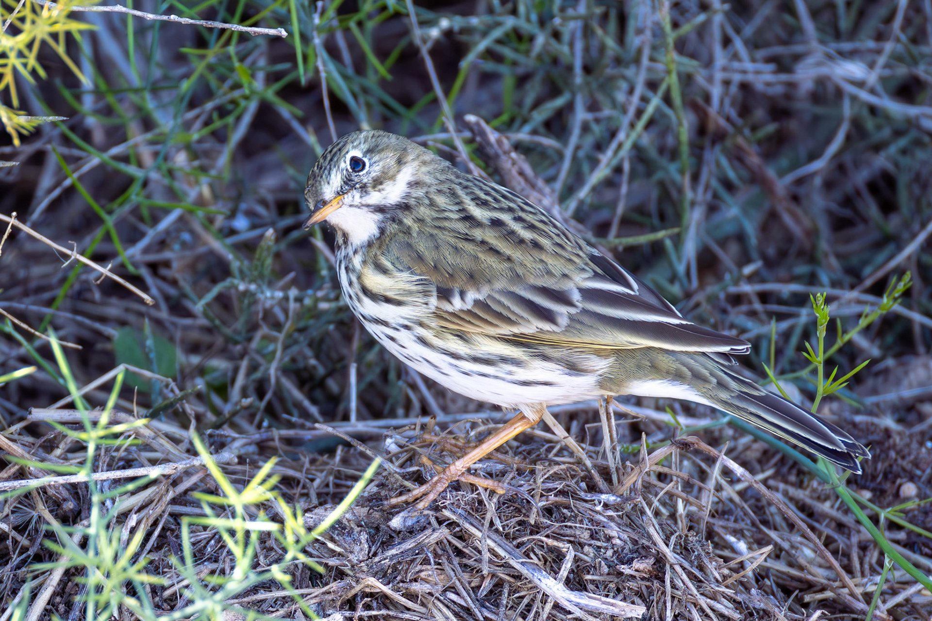 Meadow Pipit