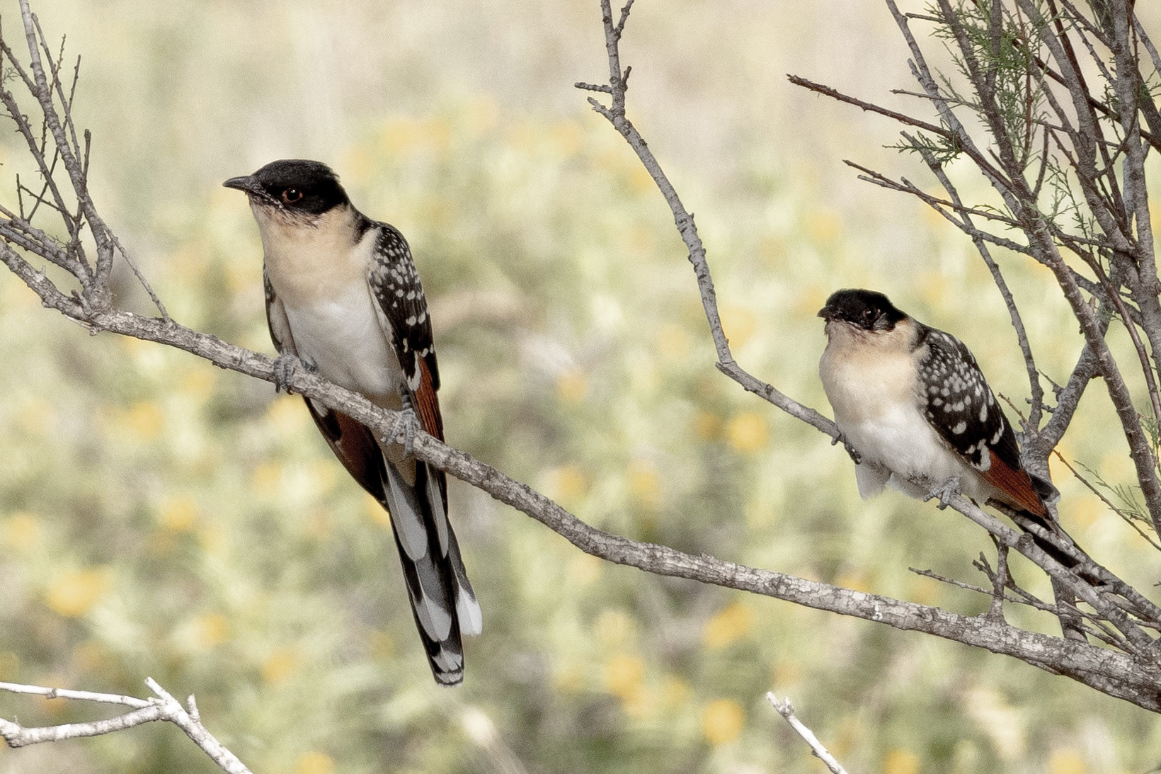 Great Spotted Cuckoo
