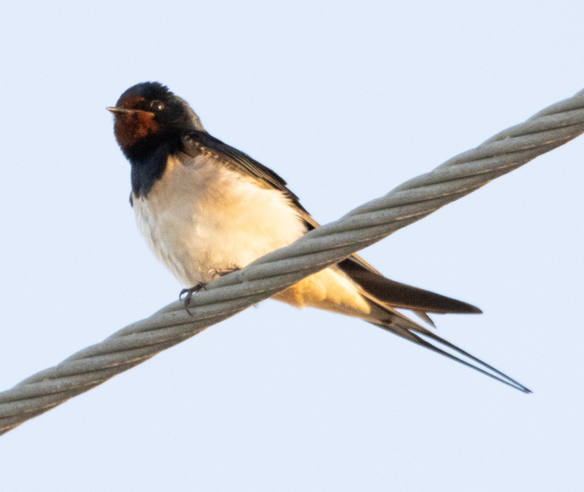 Swallow