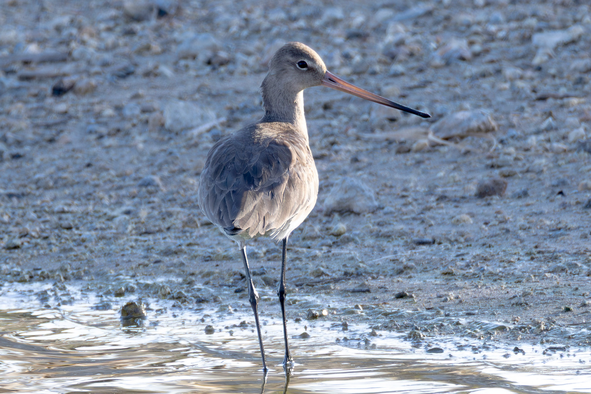 Black-tailed Godwit