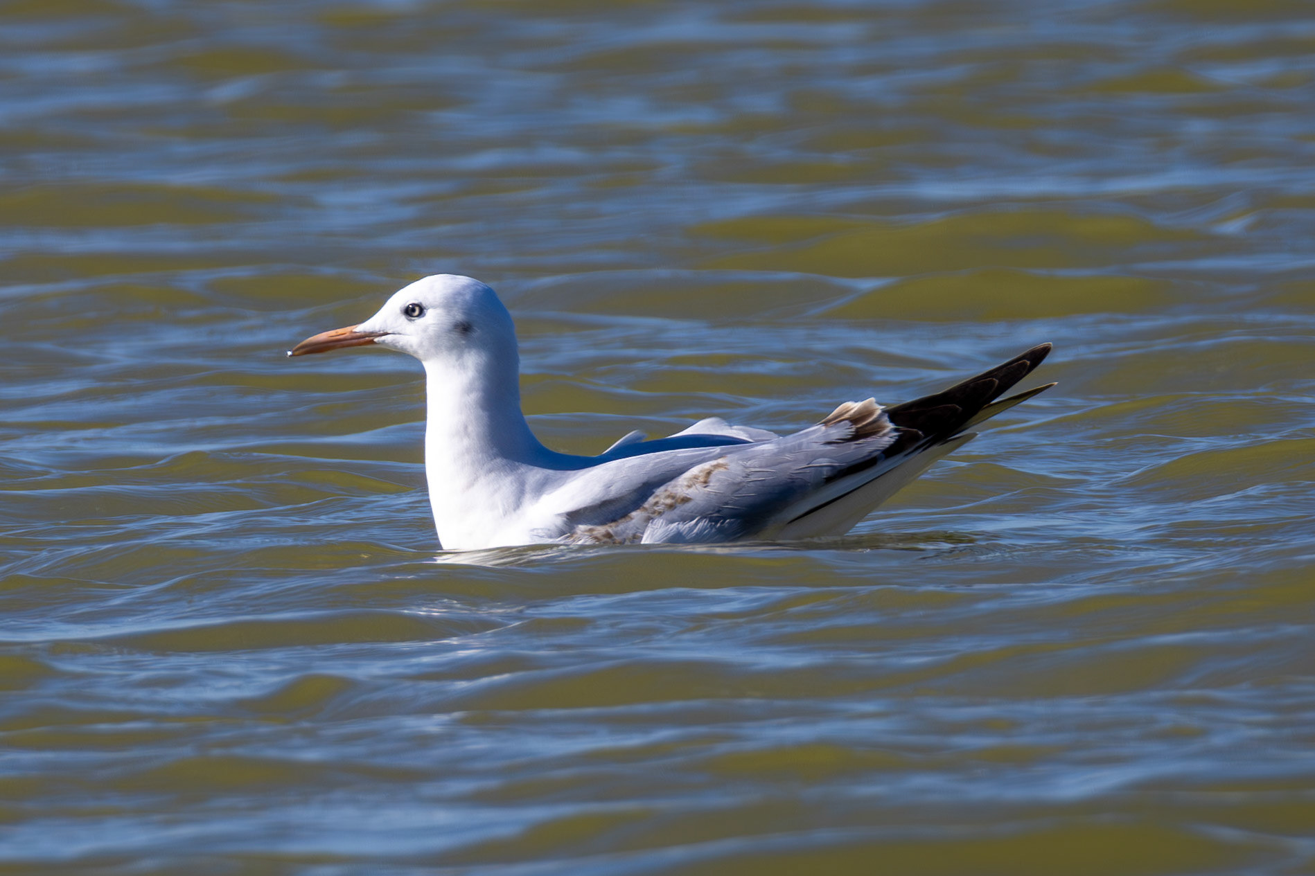Slender-billed Gull