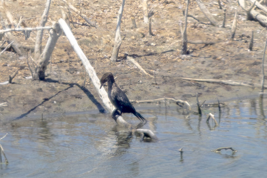 Pygmy Cormorant