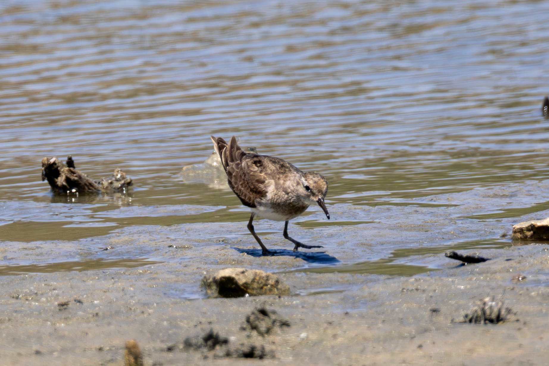 Temminck's Stint
