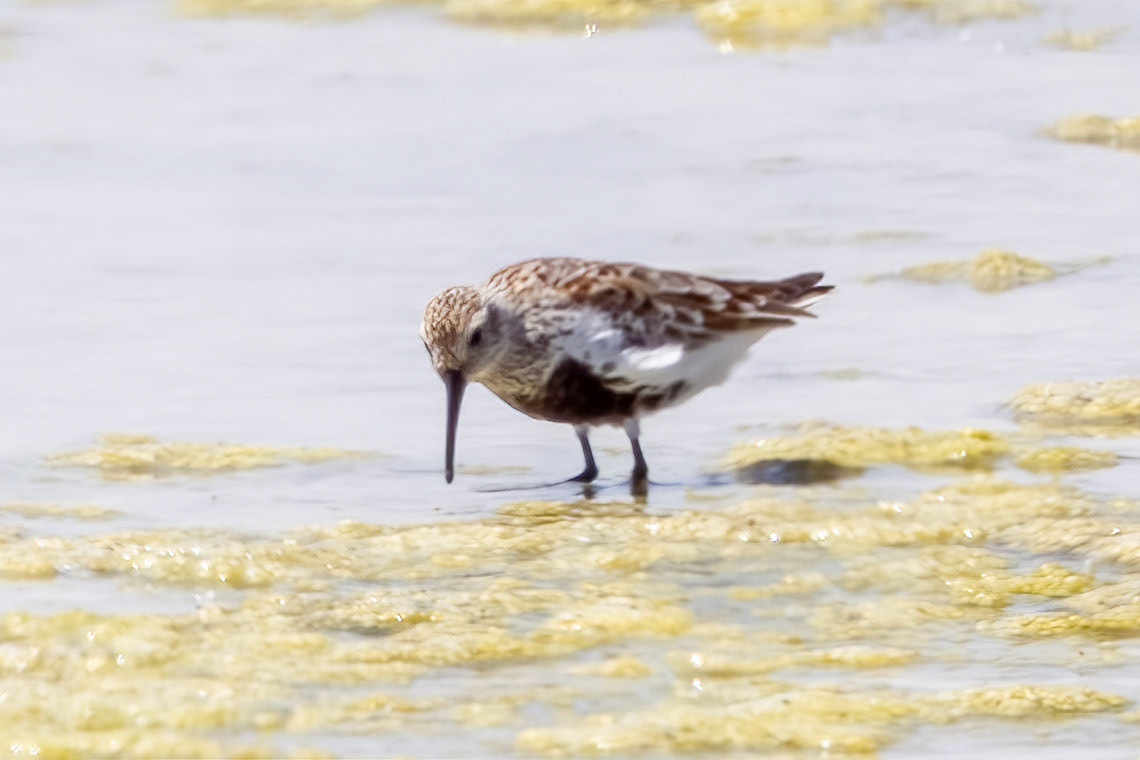 Dunlin
