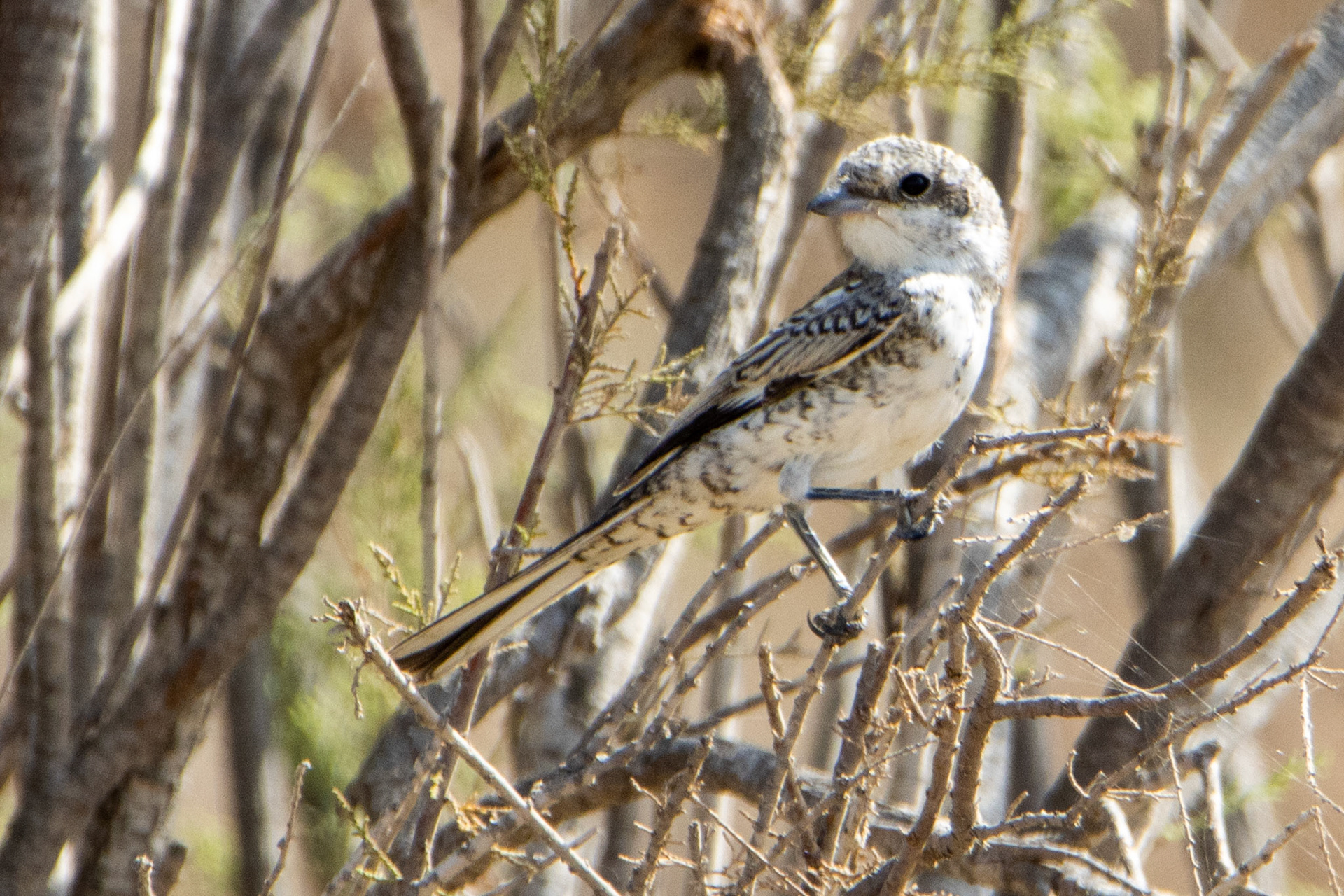 Masked Shrike
